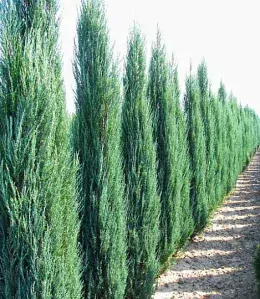 Juniperus scopulorum 'Blue Arrow' 2 lit.